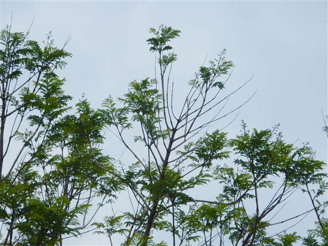 画像の説明