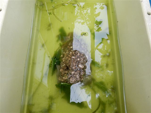 画像の説明