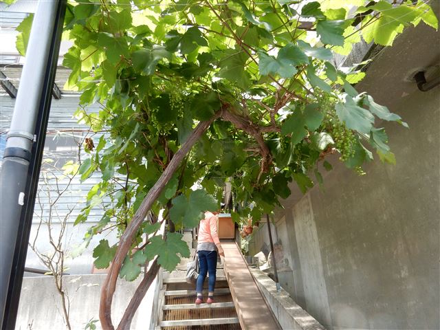 画像の説明