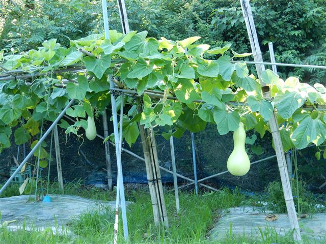画像の説明