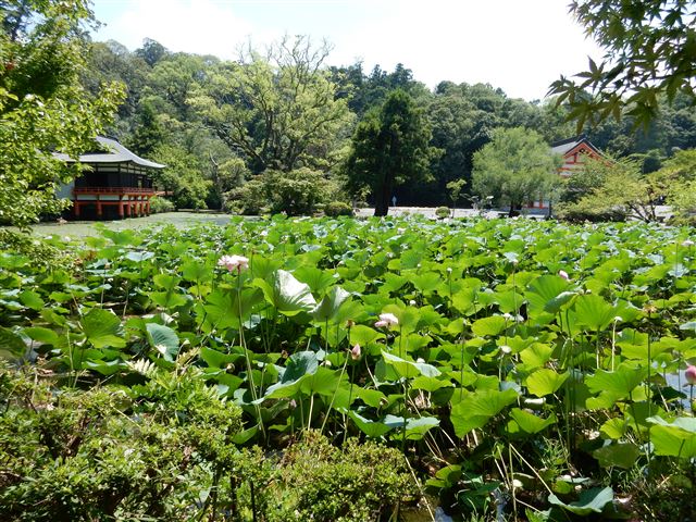 画像の説明 画像の説明