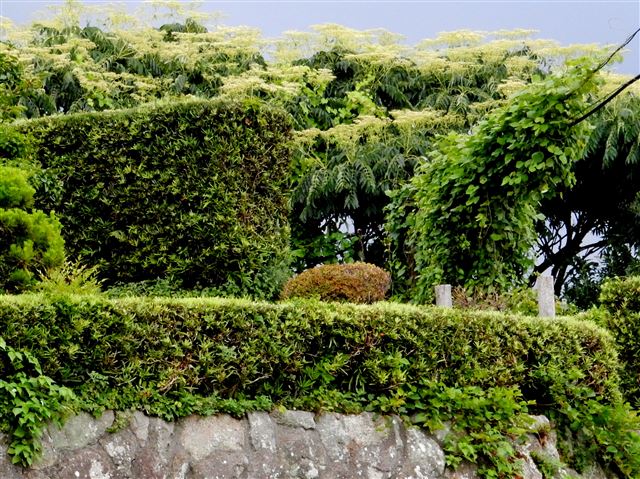 画像の説明