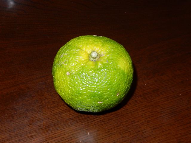 画像の説明