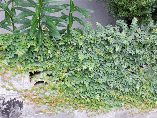画像の説明
