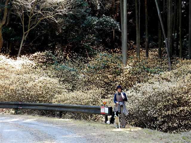 画像の説明