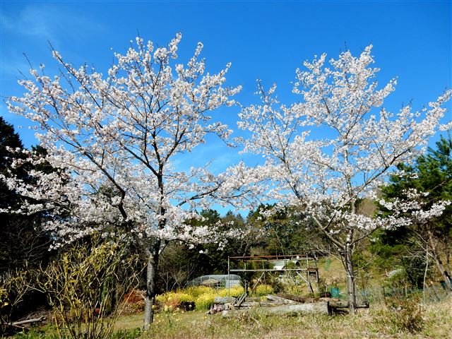 画像の説明 画像の説明