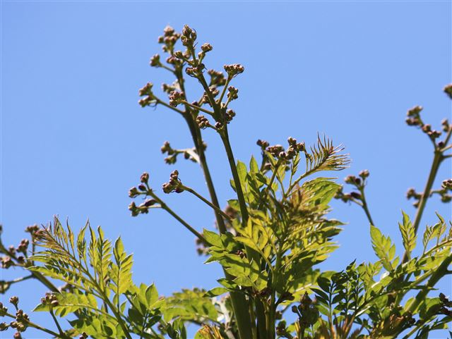 画像の説明 画像の説明