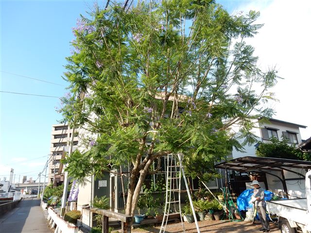 画像の説明