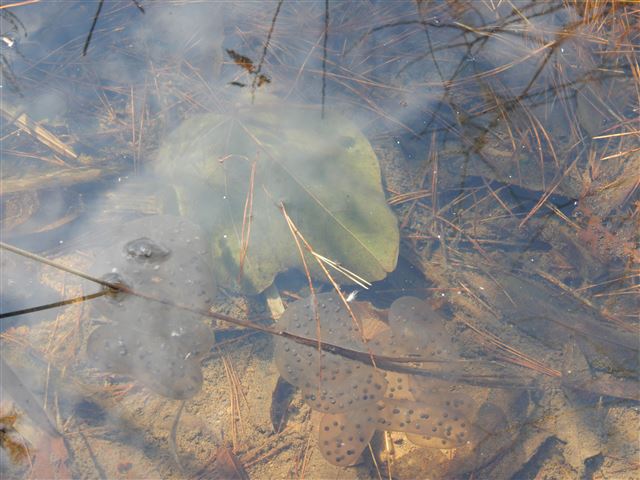 画像の説明