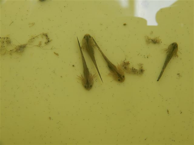 画像の説明