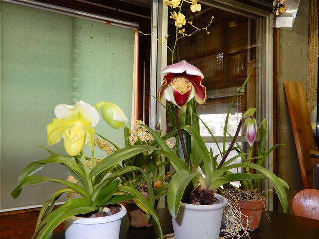 画像の説明