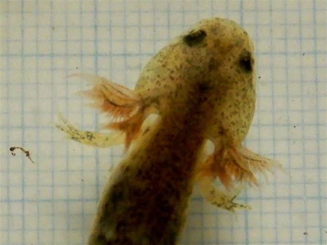 画像の説明