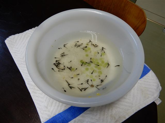 画像の説明