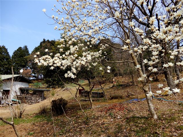 画像の説明