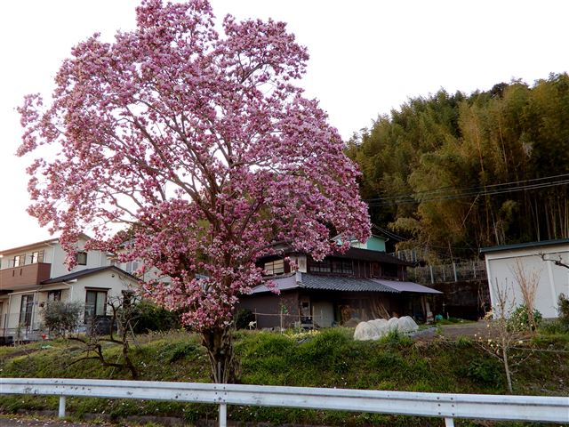 画像の説明