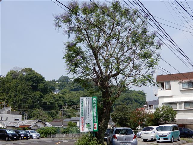 画像の説明