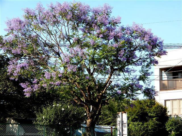 画像の説明