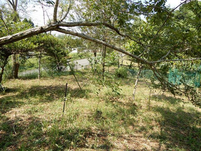 画像の説明