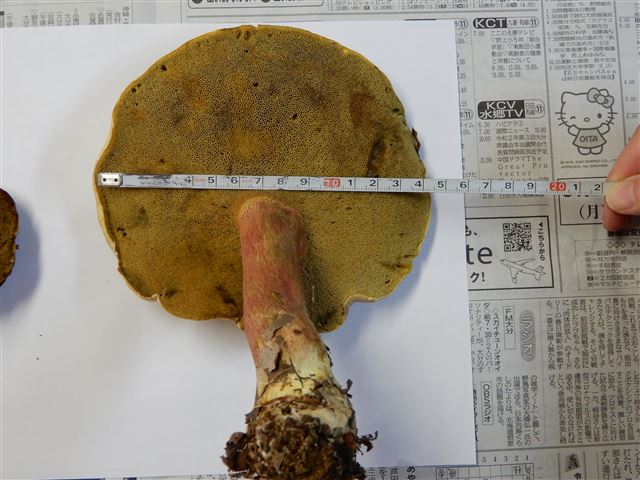 画像の説明 画像の説明