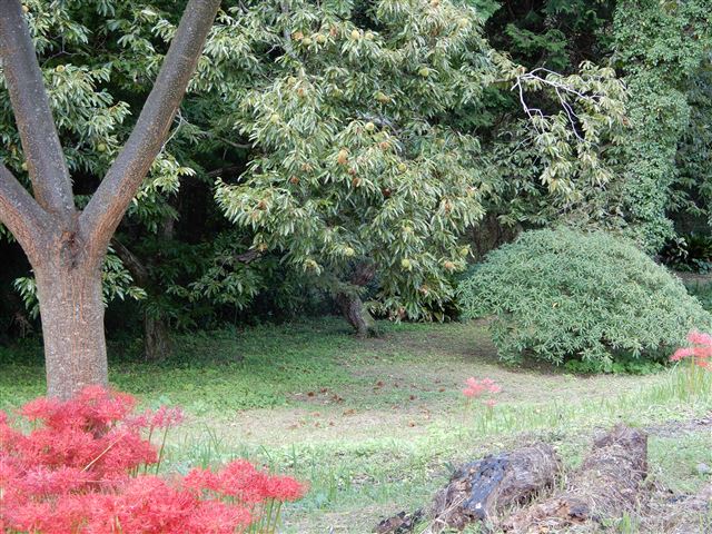 画像の説明