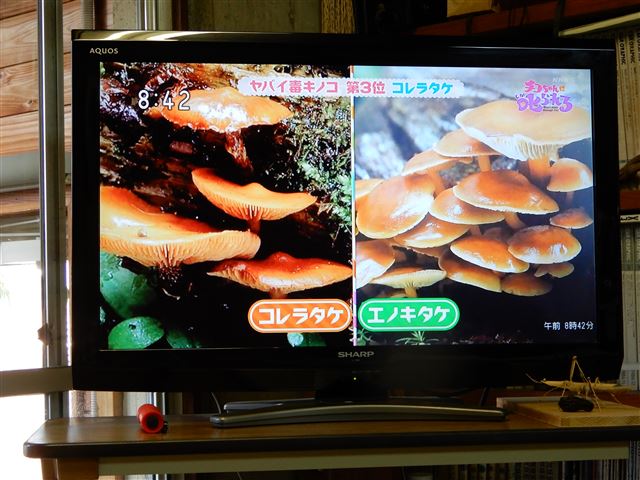 画像の説明