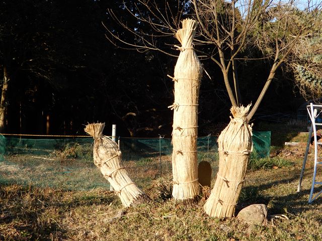 画像の説明