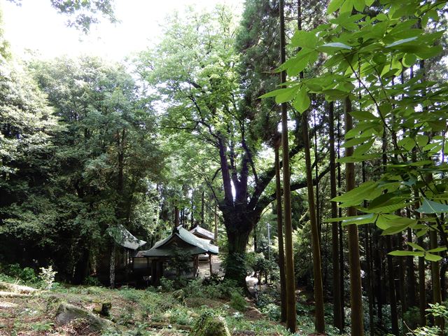 画像の説明 画像の説明