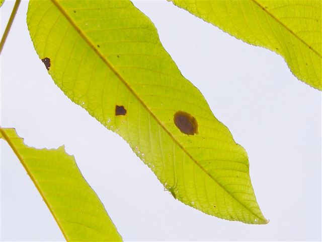 画像の説明