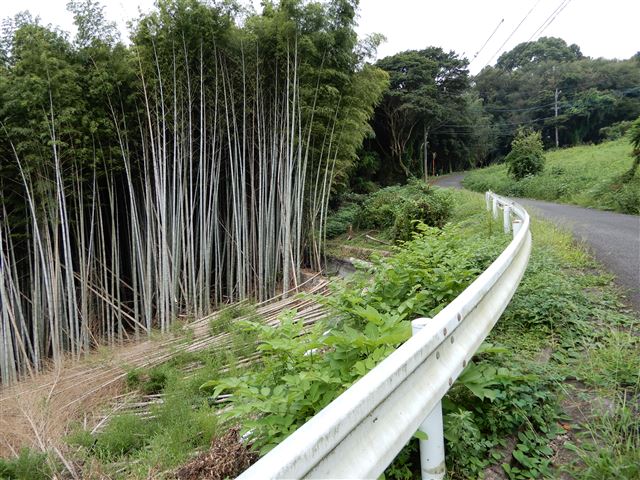 画像の説明