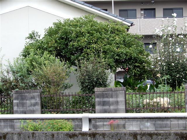 画像の説明