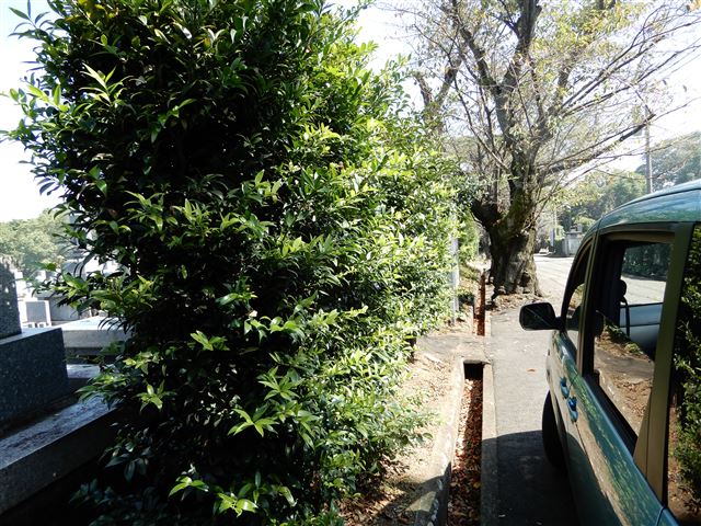 画像の説明