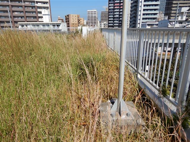 画像の説明