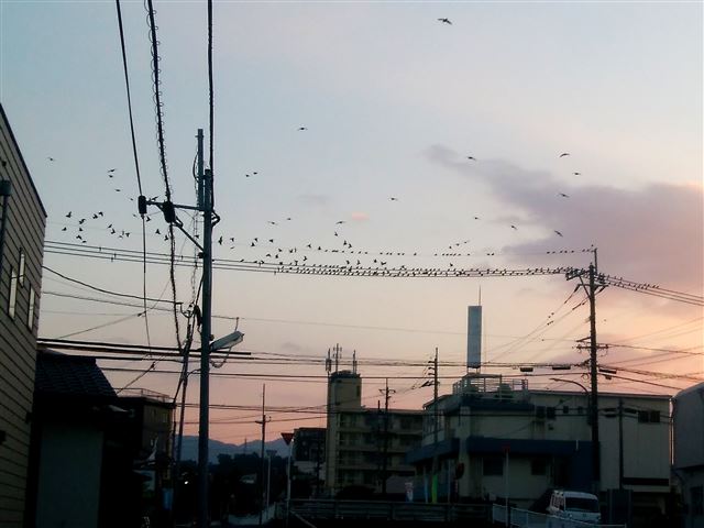 画像の説明