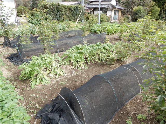 画像の説明
