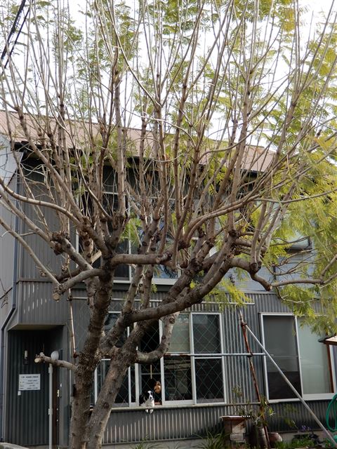 画像の説明