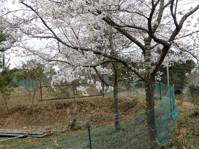 画像の説明