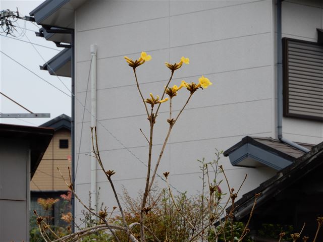 画像の説明