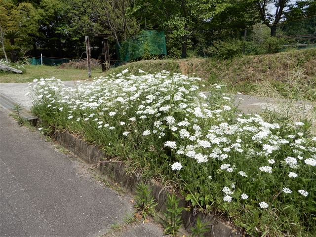 画像の説明