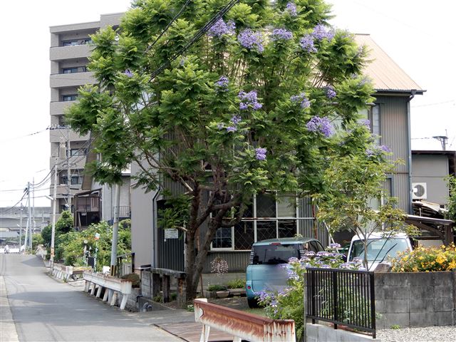 画像の説明