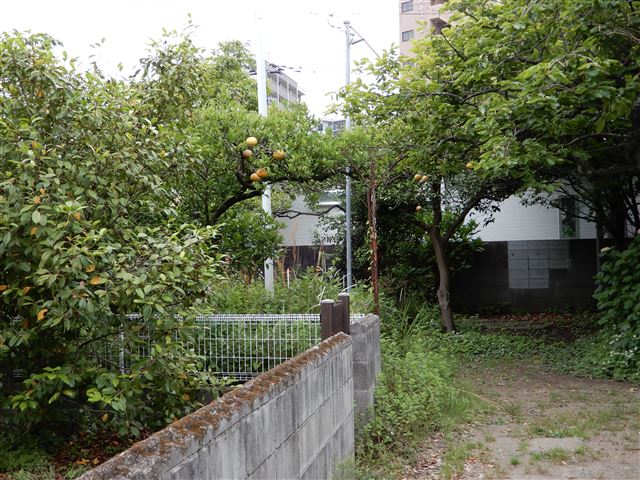 画像の説明
