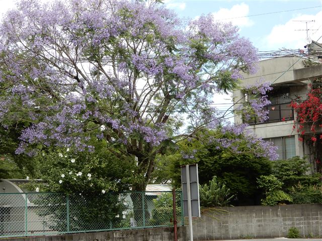 画像の説明