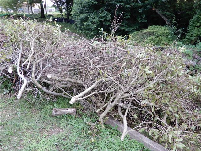 画像の説明