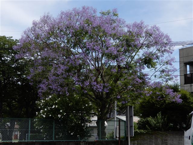 画像の説明