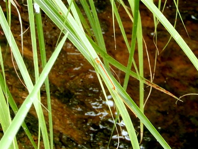 画像の説明 画像の説明