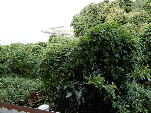 画像の説明