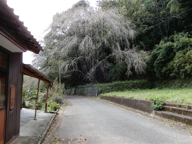 画像の説明