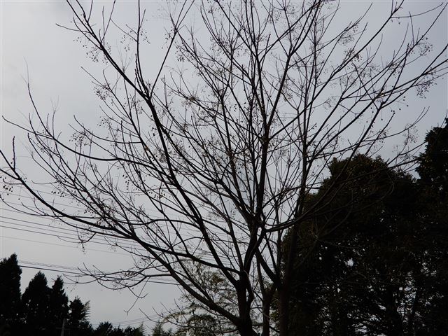 画像の説明