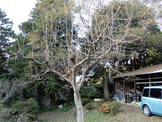 画像の説明
