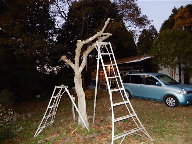 画像の説明