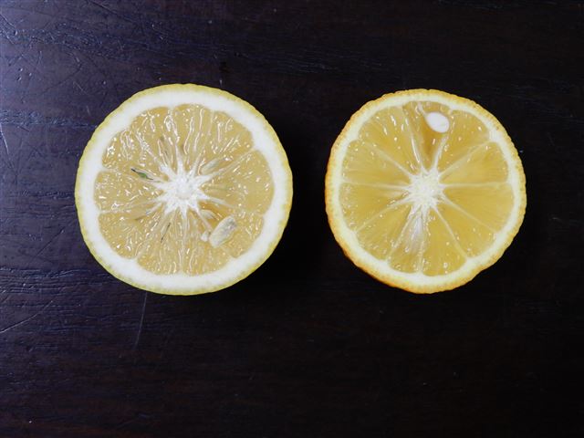 画像の説明